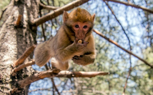 Le Maroc Veut Sauver Le Singe Magot Un Macaque En Danger Le Point