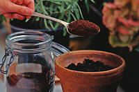 Marc de café sur plante en pot FELIX G/HorizonFeatures/Leemage