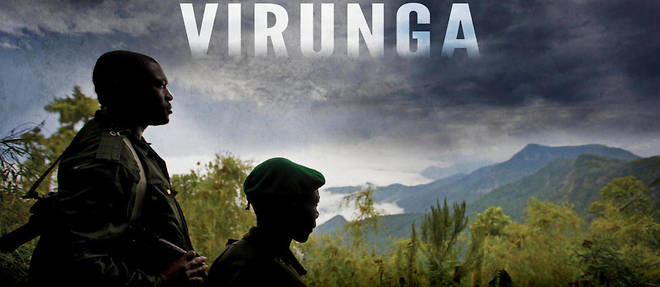 Le documentaire Virunga va etre adapte en fiction par Taylor Sheridan, scenariste de Sicario et Comancheria
