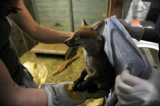 A Languidic Le Plus Grand Centre De Soins Pour Animaux