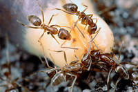 Les fourmis donnent un bel exemple d'anti-fragilité.