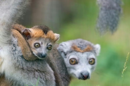 Besancon: naissance rare d'un petit lemur couronne