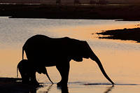 L'éléphant serait le plus petit dormeur de tous les mammifères, avec environ 2 heures par jour.  ©Ann Steve Toon