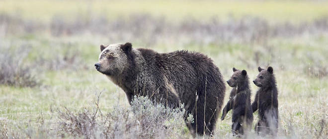 La population d'ours grizzlis du parc national de Yellowstone, dans l'ouest des Etats-Unis, est passee de 136 individus en 1975 a 700 aujourd'hui.