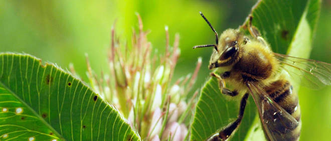 Les neonicotinoides mettent-ils les abeilles en danger de mort ?