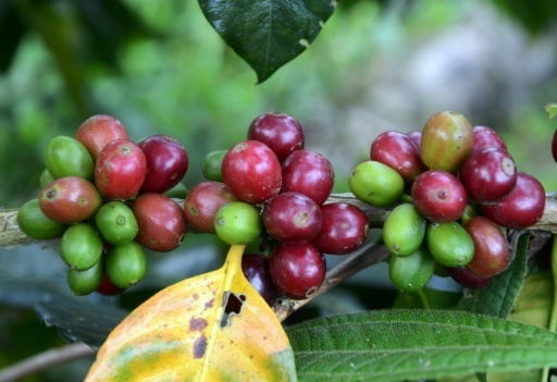 Le changement climatique met en peril la production mondiale de cafe