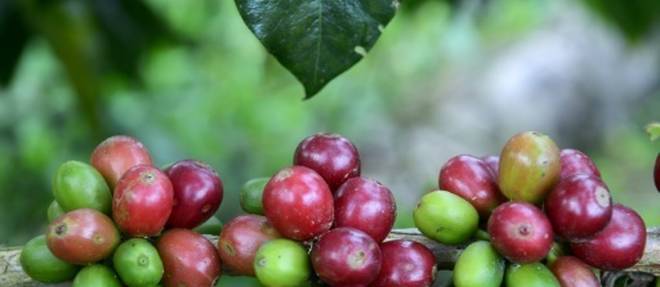 Le changement climatique met en peril la production mondiale de cafe