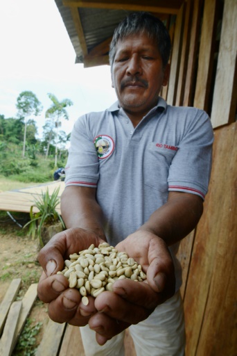 Javier Sedano, producteur de café de Satipo au Pérou, montre une poignée de grains de café le 28 juin 2017 © CRIS BOURONCLE AFP/Archives