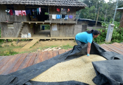 Rosa Vera, la femme de Javier Sedano, producteur de café de Satipo au Pérou, couvre des grains de café pour les protéger de la pluie, le 28 juin 2017 © CRIS BOURONCLE AFP/Archives