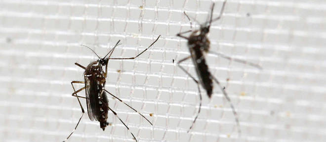 Des millions de moustiques steriles vont etre laches a Fresno en Californie pour tenter de reduire, voire eradiquer une population de moustiques dangereuse : l'Aedes aegypti, porteur de nombreux virus. 