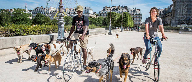 Duo. Koffi Miessan et Virginie Barbarin, les fondateurs d'Alpha Dogs' House, a velo, escortes par une meute de chiens, font desormais partie du paysage parisien.
