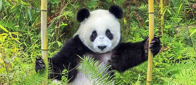 Un panda géant en captivité dans la base de Chengdu dans le Sichuan. Selon Jérôme Pouille, étudier les pandas en captivité permet de mieux protéger l'espèce à l'état sauvage.  ©Biosphoto