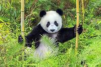 Un panda géant en captivité dans la base de Chengdu dans le Sichuan. Selon Jérôme Pouille, étudier les pandas en captivité permet de mieux protéger l'espèce à l'état sauvage.  ©Biosphoto