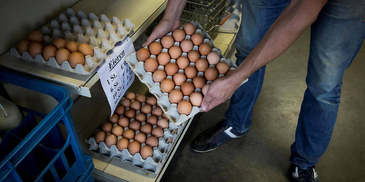 France Près De 250 000 œufs Contaminés Au Fipronil Mis Sur Le Marché 