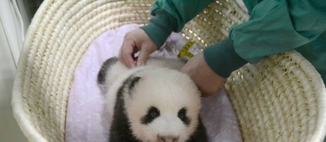 Japon Le Bebe Panda De Tokyo Fete Ses Deux Mois En Pleine Forme Le Point