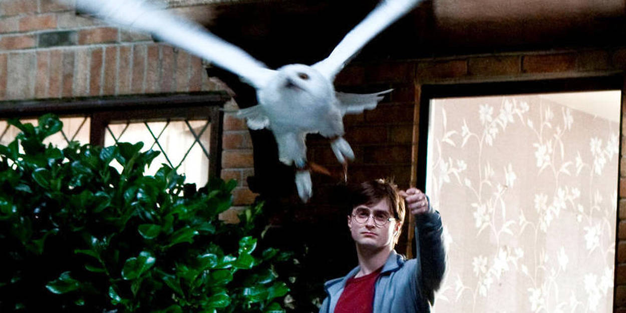 Harry Potter menace la survie des chouettes sauvages