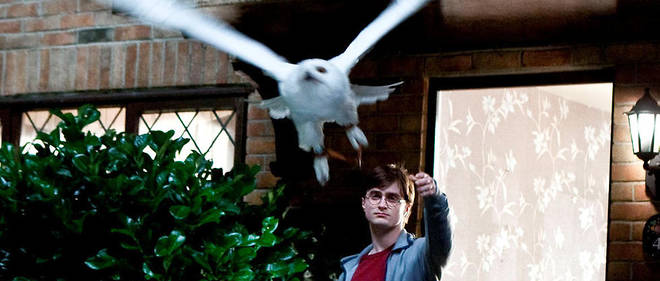 Harry Potter Menace La Survie Des Chouettes Sauvages Le Point