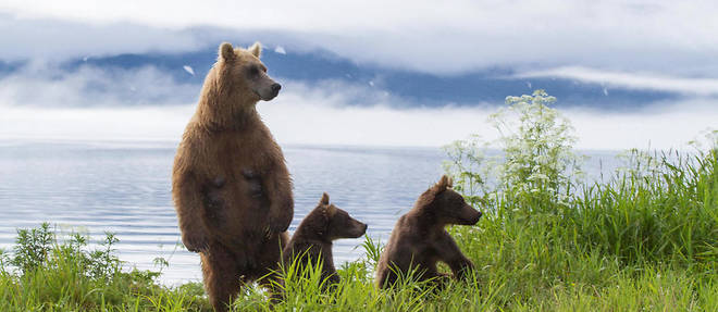 Une femelle et ses oursons (ici pres du lac Kamchatka en Russie). Dans le Trentin, la presence de 38 individus est jugee problematique par les habitants. 