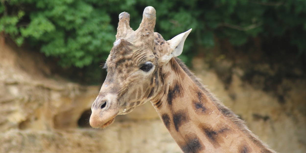 La population de girafes en hausse depuis 2015