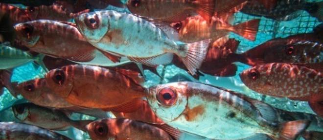 Un homme d'affaires chinois va investir 1,5 milliard de dollars dans le poisson polynesien