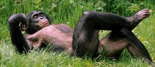 Les bonobos ont une structure sociale très particulière, puisqu'il s'agit d'un matriarcat. ©Jean-Jacques Alcalay