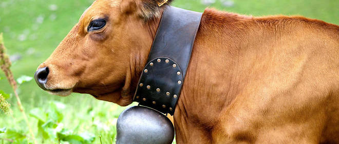 Certaines vaches sont maintenant equipees de GPS au lieu de leur traditionelle cloche.
