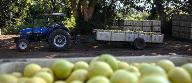 L'Afrique a un effort d'adaptation a faire au niveau de son agriculture. Ici, dans une ferme a Hoedspruit, en Afrique du Sud, un tracteur evacue la production de citrons. 