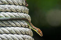 Le biomimetisme selon Idriss Aberkane #31 : le serpent planeur
