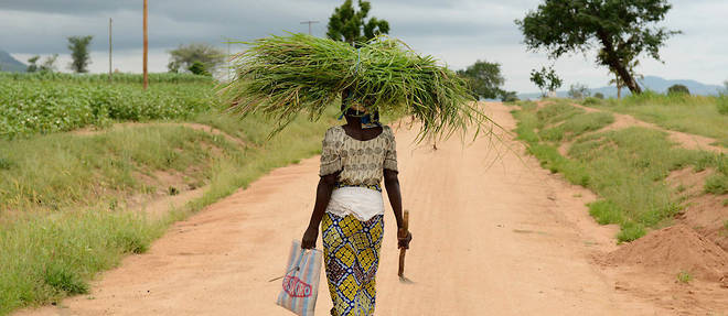 Site de refugies de Minawao, au Cameroun. Une jeune femme, refugiee nigeriane, rentre du champ a la fin de la journee. 
 