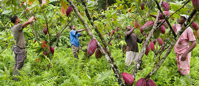 Un champ de cacao avec des cacaoculteurs de la Satocao.