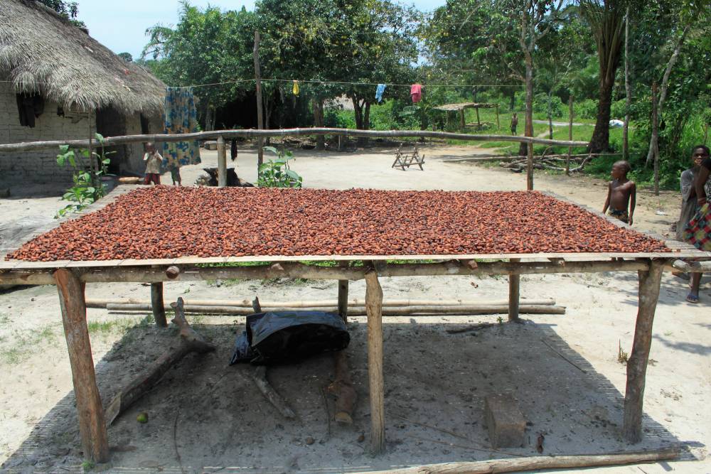 Séchage de la féve de cacao dans le district d'Epena. ©  MDMM