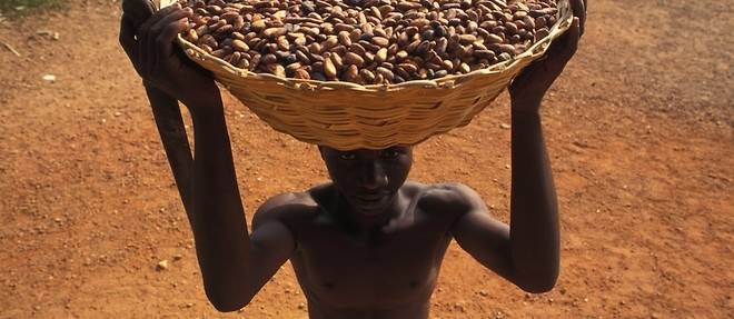 Le cacao certifi&#233; &#233;quitable a fait son apparition au Canada en 2002. (Image d'illustration d'enfant travaillant dans les plantations, ce qui est interdit dans le concept de cacao &#233;quitable.)