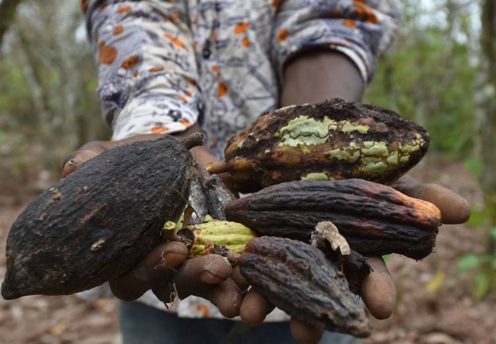 Cabosses de cacao.  ©  AFP/Issouf Sanogo