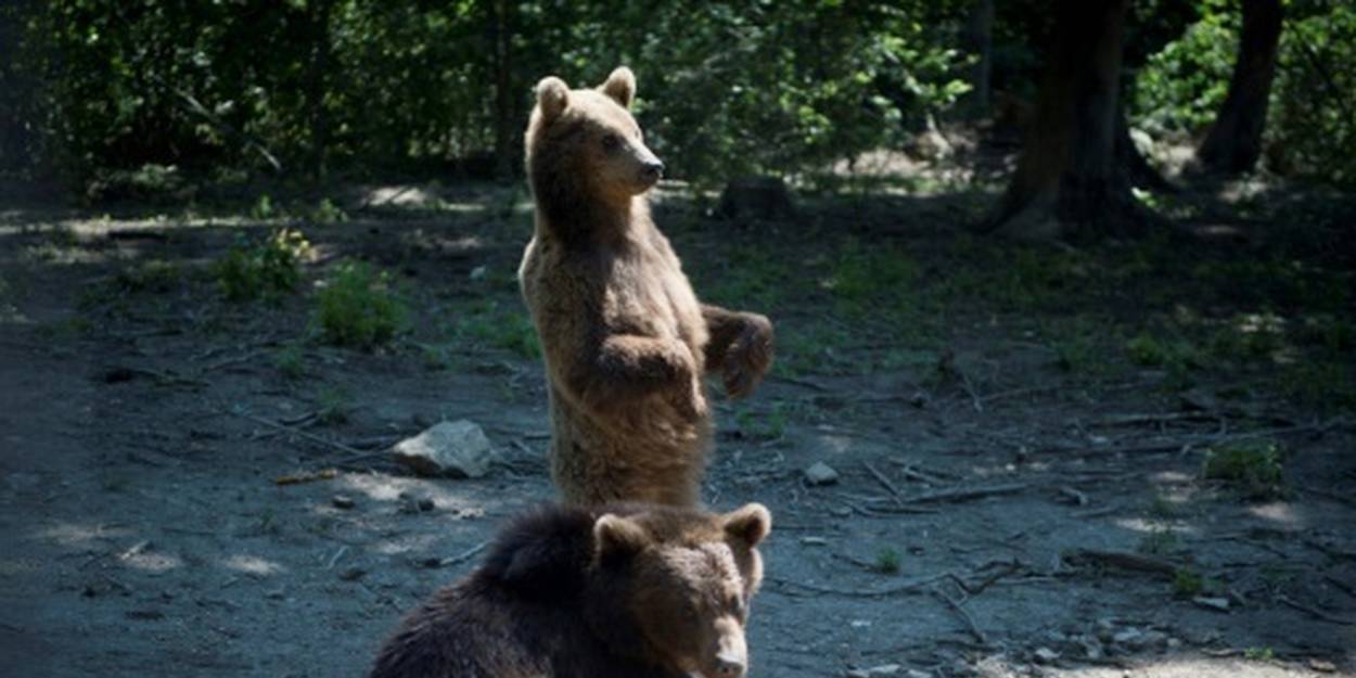 Roumanie: onze ours en vadrouille dans une ville de montagne - Le ...