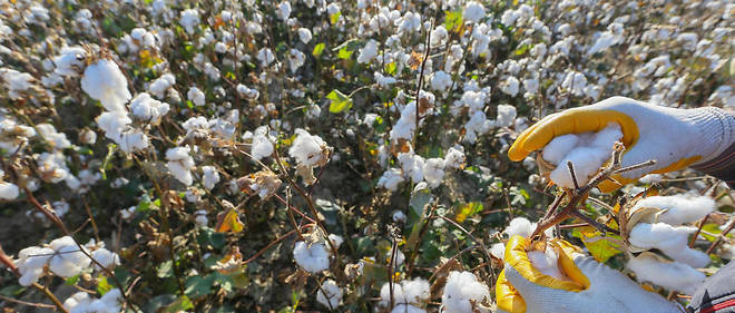 L'Ouzb&#233;kistan est l'un des principaux producteurs de coton au monde. Il pratique pourtant le travail forc&#233;, et m&#234;me le travail des enfants, selon Cash Investigation. (Photo d'illustration.)