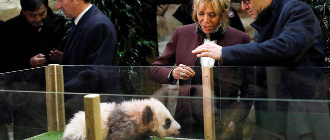 Zoo De Beauval Emmanuel Macron En Visite Aupres Du Bebe Panda Le Point