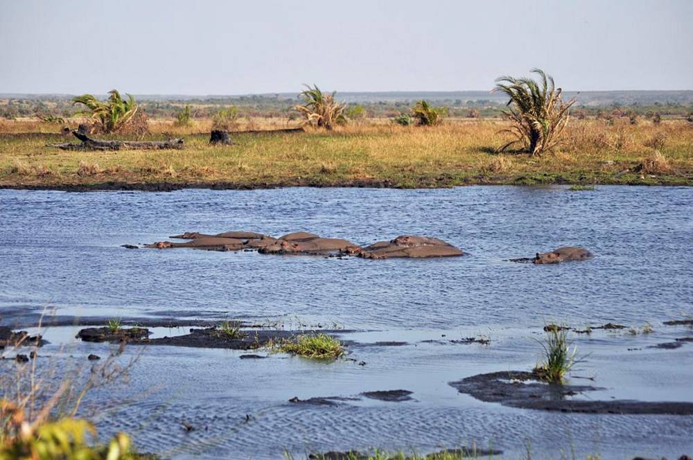 1200 hippopotames vivent dans l'estuaire de Sainte Lucie. ©  Wikimedia CC