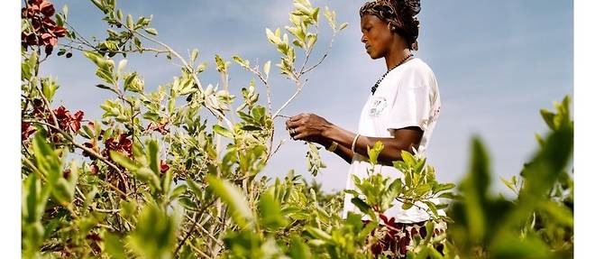 &#192; Sorobouly village, pr&#232;s de Boromo au Burkina Faso. Sougu&#233; Saou&#233; cueille des fruits. L'agriculture durable est un des projets soutenus par le crowdfunding.&#160;