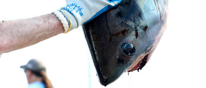 Plusieurs cadavres de requins-renards ont &#233;t&#233; rep&#233;r&#233;s sur les plages de Cape Cod, morts congel&#233;s en raison du froid intense qui s'abat sur le nord des &#201;tats-Unis.