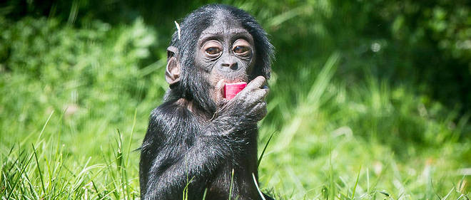 Un jeune bonobo en captivit&#233; &#224; Stuttgart en Allemagne. Les exp&#233;riences ont &#233;t&#233; men&#233;es aupr&#232;s de 24 individus en milieu naturel.