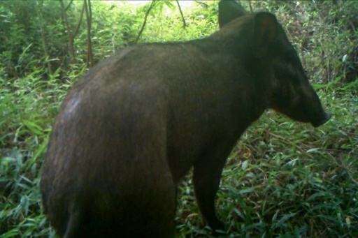 "Le cochon le plus laid au monde" apercu en Indonesie