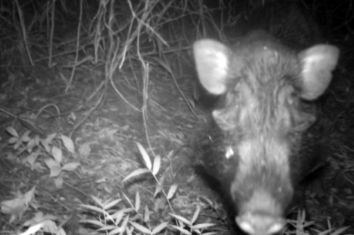 Des chercheurs britanniques et indonésiens ont placé des pièges photographiques dans les forêts de l'Ile de Java dans l'espoir d'obtenir des images du cochon verruqueux, une créature insaisissable. © Handout CHESTER ZOO/AFP