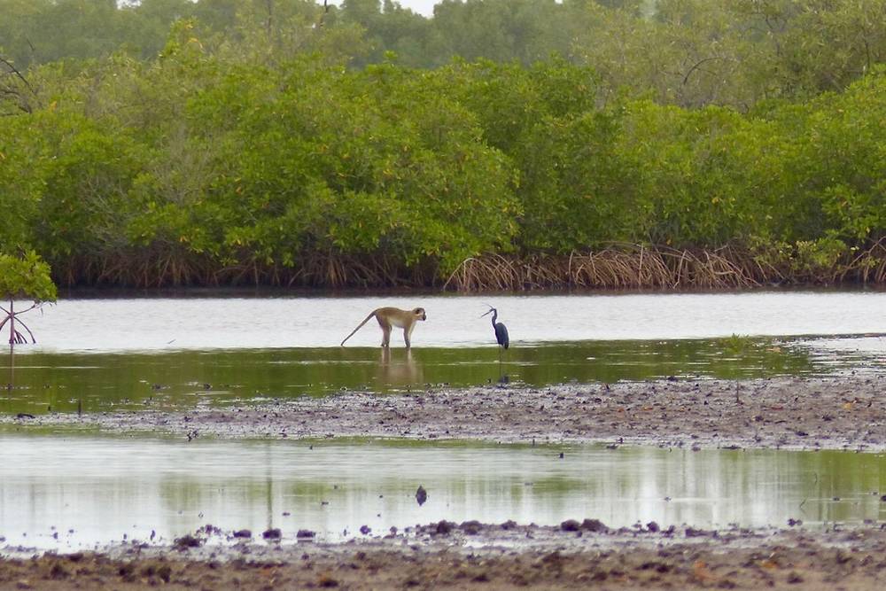 Sénégal immersion dans le delta du