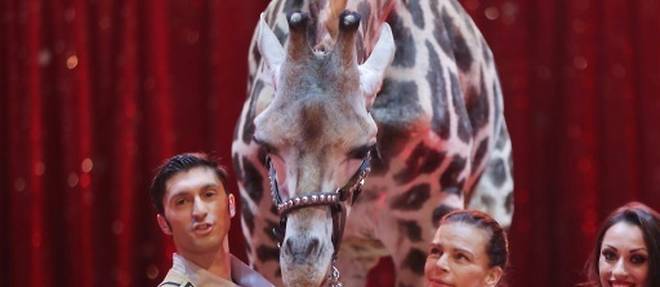 Stephanie de Monaco: "Non, tous les animaux du cirque ne sont pas malheureux!"