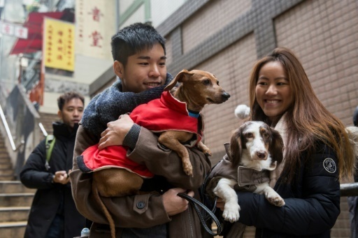 Les "chiens saucisse" de Hong Kong font leur show