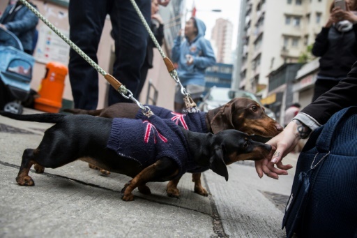 Deux teckels participent au premier "Sausage Walk" de Hong Kong, le 3 février 2018 © ISAAC LAWRENCE AFP