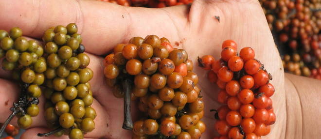 Baies de poivre sauvages frais : une autre richesse de la RDC.