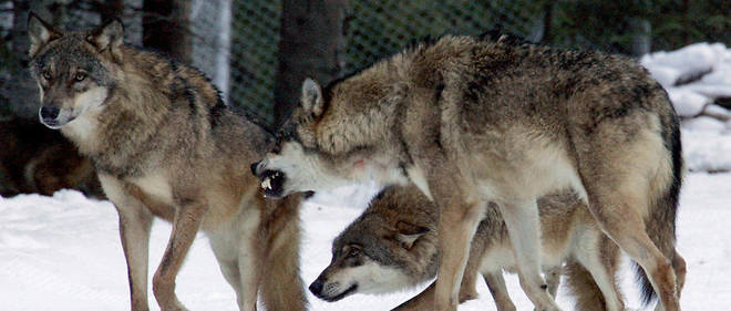 Le 16 d&#233;cembre 2004, une dizaine de loups sont l&#226;ch&#233;s dans le centre Alpha, un lieu d&#233;di&#233; &#171; au loup et  l'homme &#187; &#224; 1 600 m&#232;tres d'altitude dans le parc national du Mercantour.