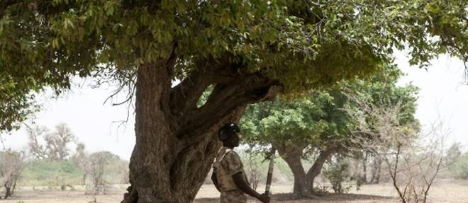 Nigeria: des lyceennes enlevees par Boko Haram secourues par l'armee