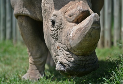 Sudan, célèbre rhinocéros blanc du Kenya et dernier mâle de son espèce, mort récemment, à Nanyuki au Kenya le 5 décembre 2016 © Tony KARUMBA AFP/Archives